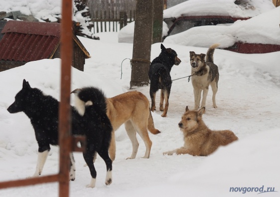Новгородцы жалуются на нападения бездомных собак