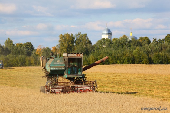 В Новгородской области собираются выращивать шампиньоны