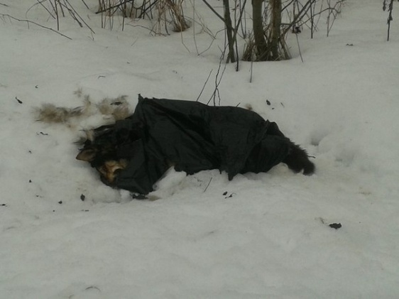 В Новгородском районе обнаружили массовое захоронение собак