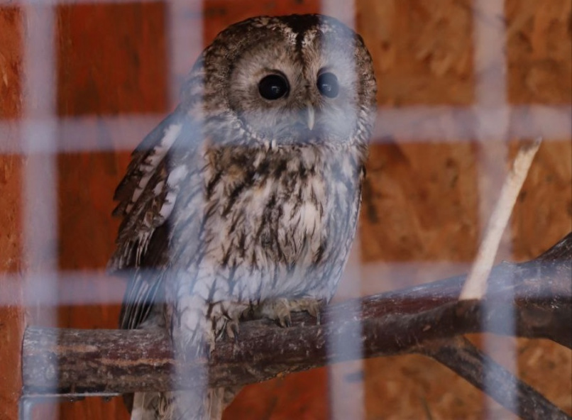 © Новгородский музей-заповедник