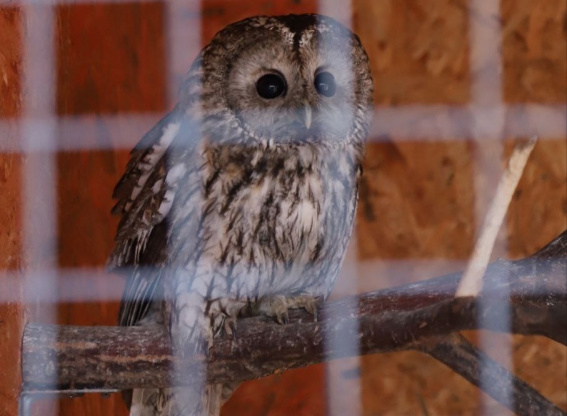 © Новгородский музей-заповедник