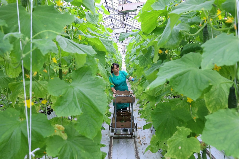 © Пресс-центр правительства Новгородской области