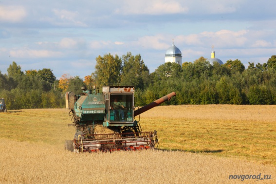 В Новгородской области перевыполнили план по заготовке кормов