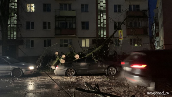 В Великом Новгороде дерево упало на автомобиль