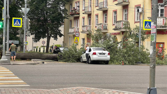 В Великом Новгороде дерево упало прямо на автомобиль