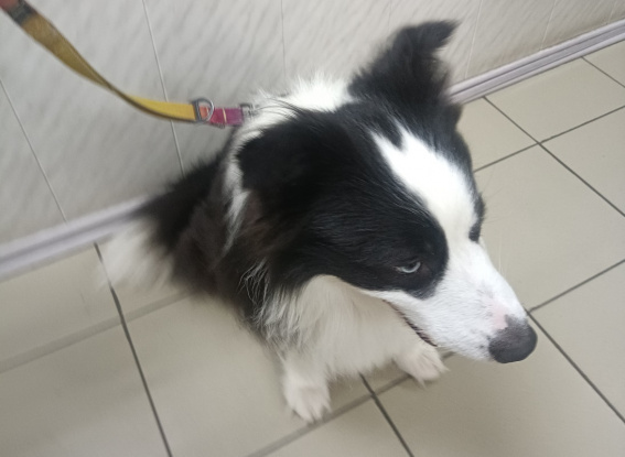 © Пресс-служба Северо-Западного межрегионального управления Россельхознадзора