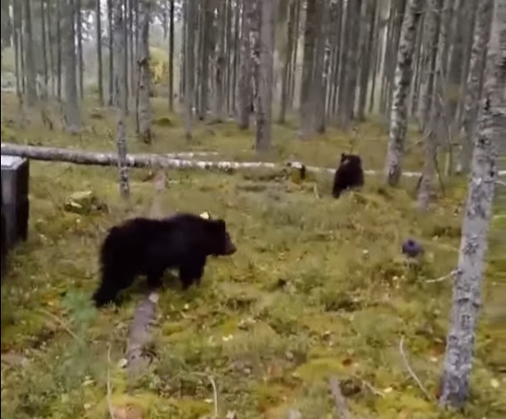 Трех спасенных медвежат выпустили в лесу в Маловишерском районе