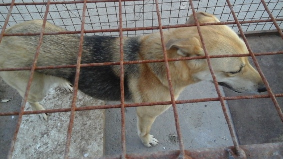 Администрация Великого Новгорода не может найти компанию для отлова бездомных животных