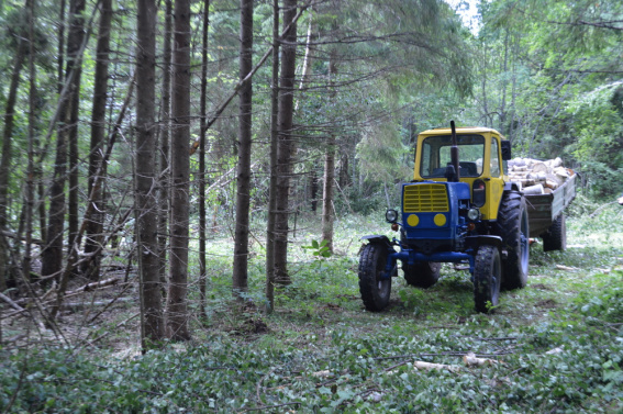 Боровичские полицейские задержали подозреваемых в незаконной рубке леса