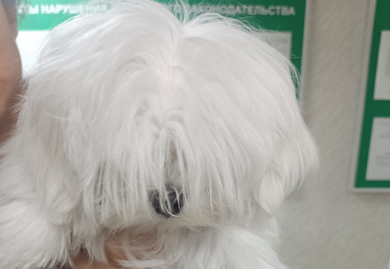 © Пресс-служба Северо-Западного межрегионального управления Россельхознадзора