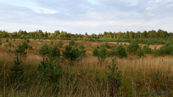 В Новгородской области плановые работы по восстановлению леса выполнены на 90%