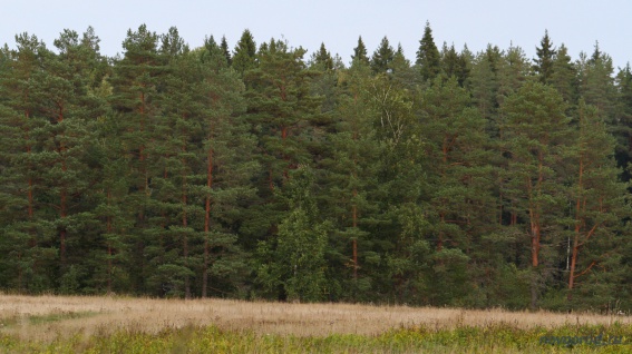 В Марёвском районе местный житель организовал незаконную рубку леса на 1,4 млн рублей