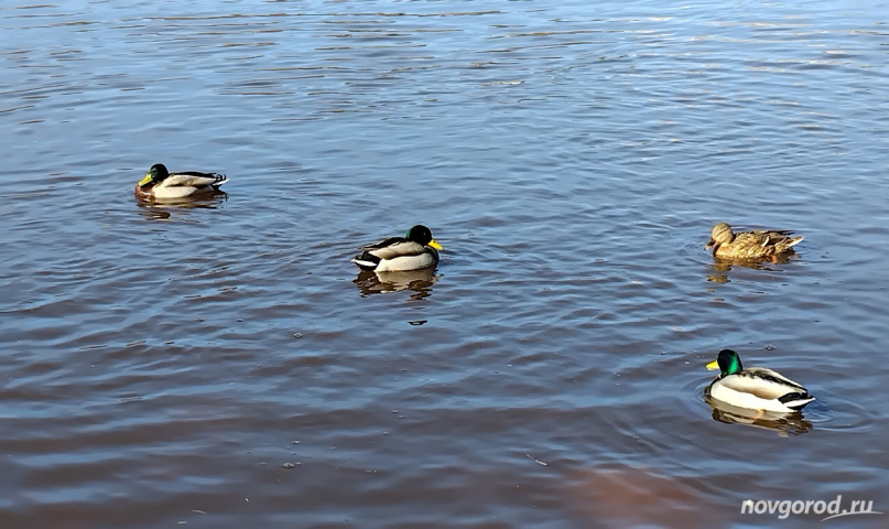 © Фото из архива интернет-портала «Новгород.ру»