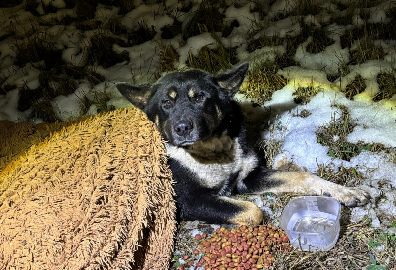 © Пресс-служба УМВД России по Новгородской области