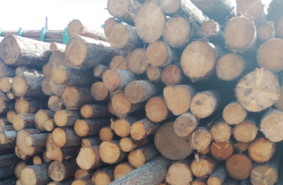 © Пресс-служба Северо-Западного межрегионального управления Россельхознадзора