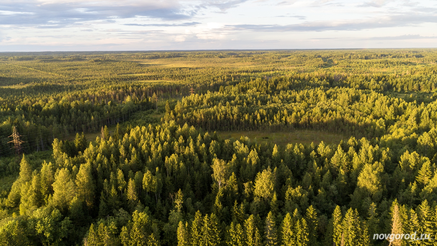 Хвойная лес Новгородская область