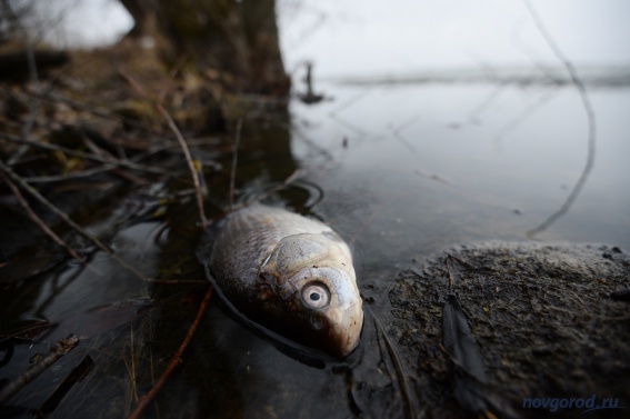 В Новгородской области временно запретят ловить нерестящиеся породы рыб