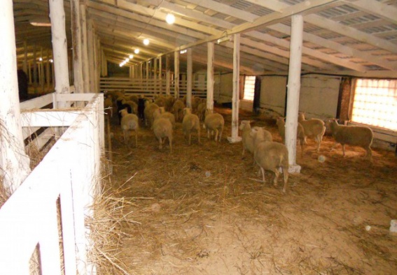 В Новгородской области будут разводить редкую для России породу овец