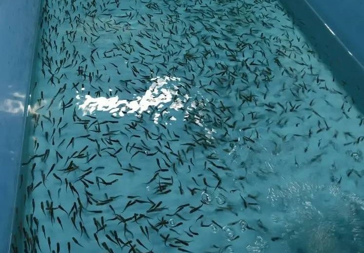 © Пресс-служба Северо-Западного межрегионального управления Россельхознадзора