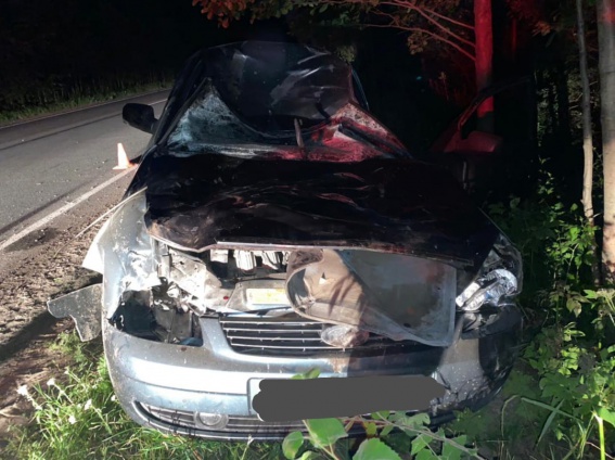 В Новгородском районе лось снова попал под колёса автомобиля