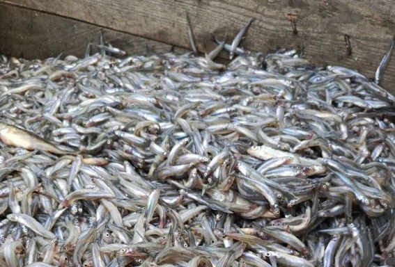 © Комитет охотничьего хозяйства и рыболовства Новгородской области