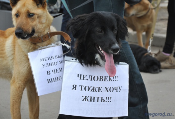 © Новости.Новгород.ру. 