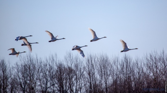 Лебеди-кликуны на бывших карповниках у «Синего моста» во время перелета на север. 