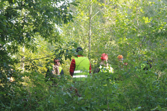 С начала года в лесах Новгородской области заблудились 73 человека