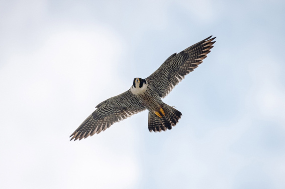 © Пресс-центр, Банк Уралсиб 