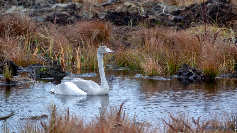 Лебедь-кликун на болоте Гажьи сопки. 