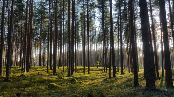 Новгородская область вошла в топ-20 зелёных регионов России