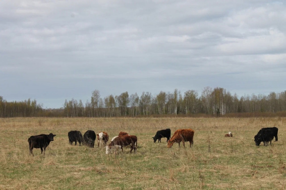 © Министерство сельского хозяйства Новгородской области