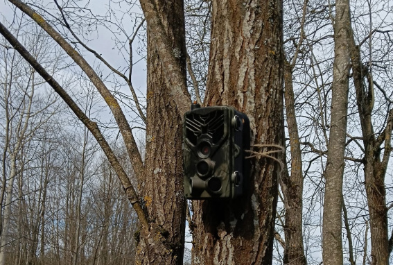 © Министерство природных ресурсов, лесного хозяйства и экологии Новгородской области