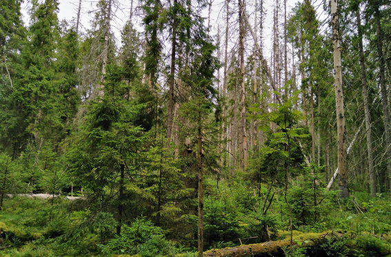 Специалисты Рослесозащиты подготовили прогноз состояния лесов Новгородской области