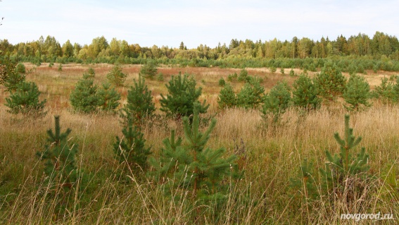 За 2 года в регионе ущерб от незаконной рубки леса составил более 115 млн рублей