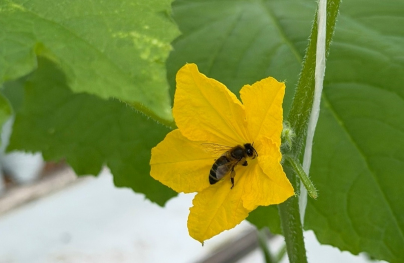 © ООО «Трубичино»