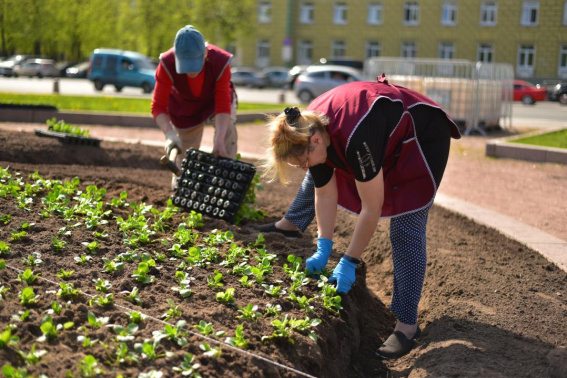 В Великом Новгороде высадили более 13 тысяч тюльпанов