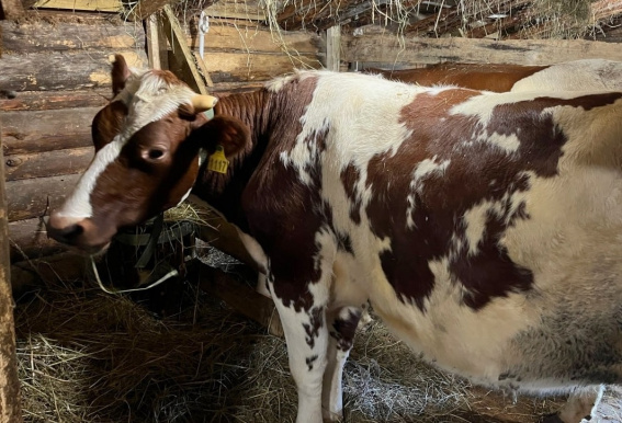 © Министерство сельского хозяйства Новгородской области
