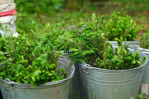 © Пресс-центр правительства Новгородской области