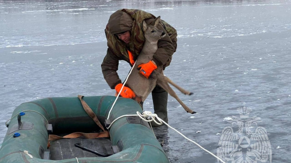 Инспектор национального парка и новгородские пожарные спасли застрявшую на льду косулю