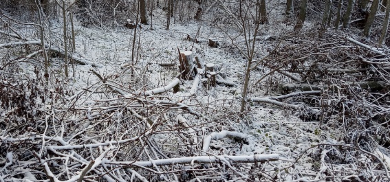 В Новгородской области полицейские задержали подозреваемого в незаконной заготовке леса