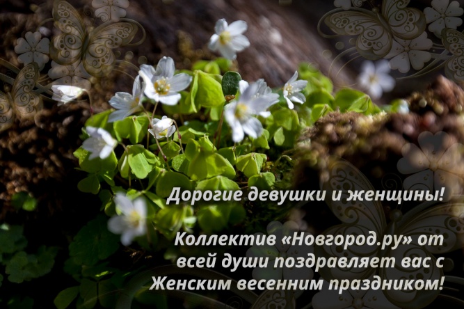 Цветы кислицы обыкновенной у святого источника в деревне Серафимовка Боровичского района. 