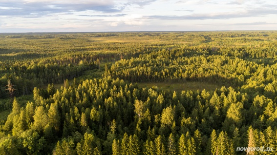 В рамках акции «Сад памяти» в Новгородской области посадили 490 тысяч деревьев