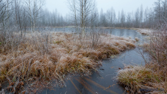 В конце недели в Новгородской области ожидаются заморозки