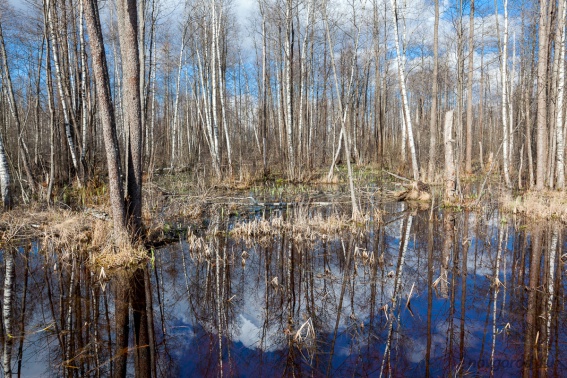 В Новгородской области погода в начале марта будет теплее нормы