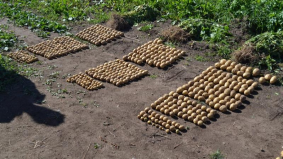 Новгородские учёные разрабатывают систему питания картофеля для местных фермеров