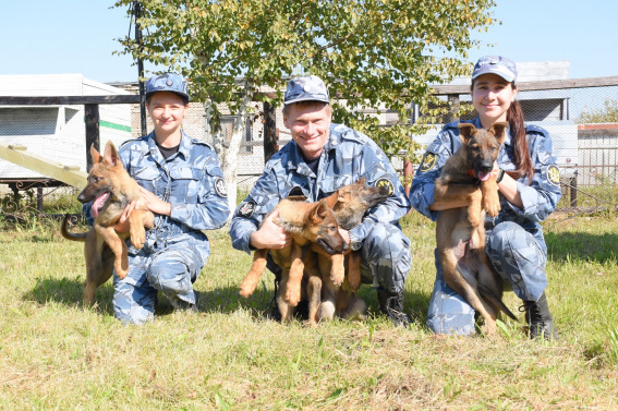 Четыре щенка поступили на службу в УФСИН России по Новгородской области