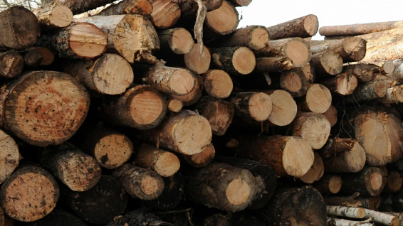 Бывшего замдиректора одного из лесничеств Новгородской области подозревают в незаконной рубке деревьев