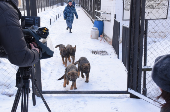 На службу в новгородские учреждения УФСИН прибыли пятимесячные щенки немецкой овчарки