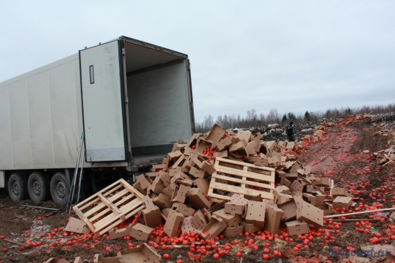 Уничтожение запрещённой продукции в Маловишерском районе. © Фото из архива интернет-портала «Новгород.ру»